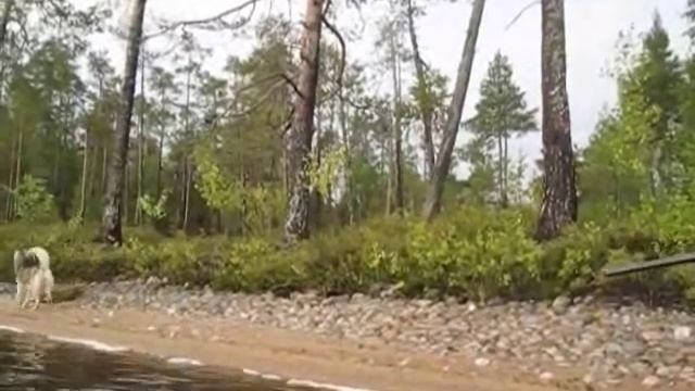#Карелия На рыбалку в глушь Карелии. 2014. Трудно проходимые болота манят неизвестностью смотреть онлайн