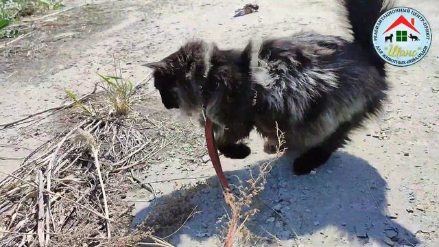 Трёхлапый котик Пьер вышел на прогулку ❤ смотреть онлайн