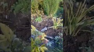 На каком расстоянии сажать пионы.