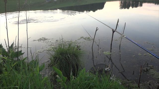 Ловля карася на тесто, Первый Демьяновский пруд. смотреть онлайн