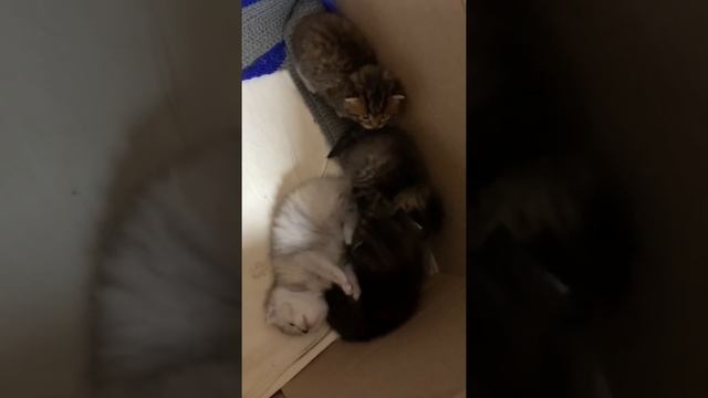 Котята #продам #котята #котятанапродажу #котята_для_вас #любимыеживотные смотреть онлайн