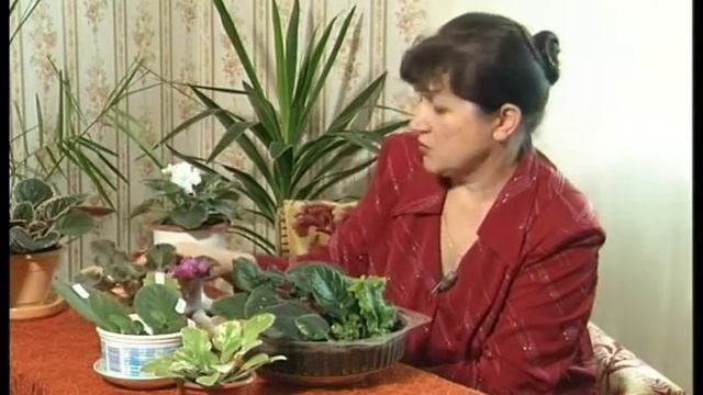 Детки сенполий - как правильно вырастить? смотреть онлайн