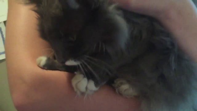 Oda Al Gato - Pablo Neruda смотреть онлайн