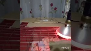 Обзор инфракрасной лампы для брудера