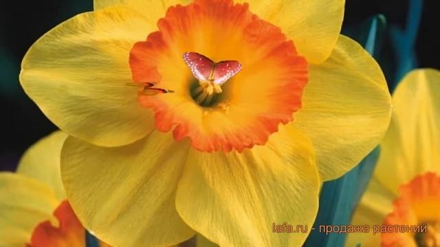 Нарцисс обыкновенный Делибес (narcissus nartsiss) ? обзор: как сажать, луковицы нарциссы Делибес смотреть онлайн