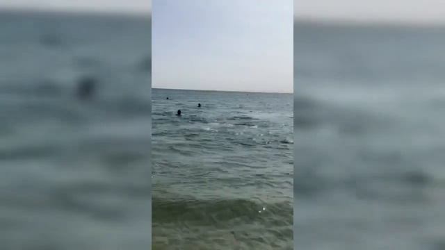 Дельфины плавают около берега😇😨😇красота😜😛😜 смотреть онлайн