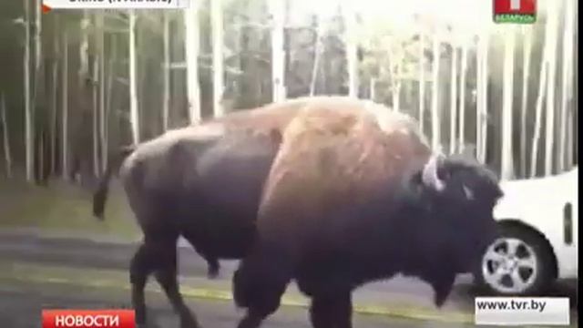 Зубр гуляет по трассе смотреть онлайн