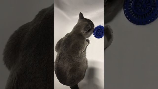 Кот Бурма пьющий из под крана #бурмяу смотреть онлайн