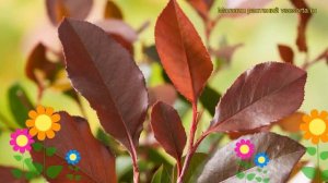 Фотиния фразера Литл Рэд Робин. Краткий обзор, описание photinia x fraseri Little Red Robin