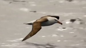 Альбатрос. Albatross. Птицы. Морские птицы. Birds