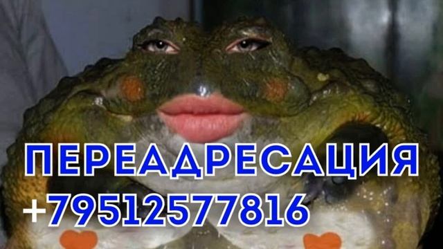 {7}Я буду помолчу...( жаба Уругвайская) смотреть онлайн