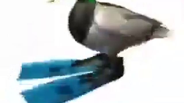 Утка забыла принять таблетки и теперь крутится под битбокс смотреть онлайн