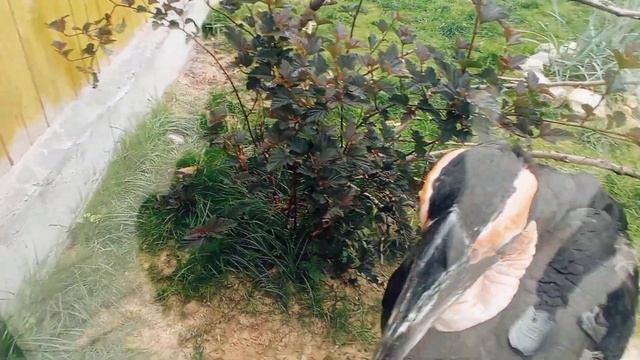 Кафрские рогатые вороны! ? Московский Зоопарк, 2 июня 2023 смотреть онлайн