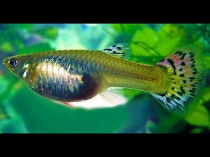 Самка гуппи в отсаднике.