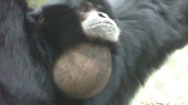 Siamang Gibbons Howling At Munich Zoo - Siamangs Heulen Im Tierpark Hellabrunn