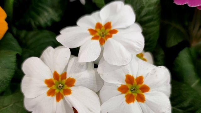 Не цвёл много лет! Сейчас все в бутонах, 1 ложка под все цветы и пышное цветение вам обеспечено! смотреть онлайн