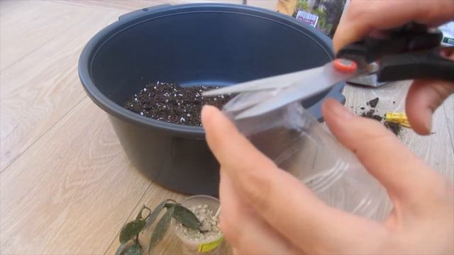 Грунт для хойи, посадка черенков, давших корни в гидрогеле и воде смотреть онлайн