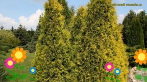 Туя западная Санкист. Краткий обзор, описание характеристик thuja occidentalis Sunkist
