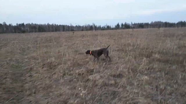 Дратхаар Идея работа по парной куропатке весна 2019 .. смотреть онлайн