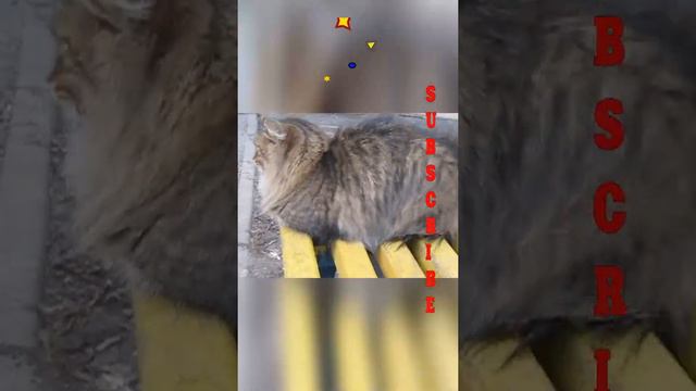 КАК ЖИВУТ ХАРЬКОВСВКИЕ КОТЫ НА УЛИЦЕ ЖДУТ МИРА СКОРО смотреть онлайн