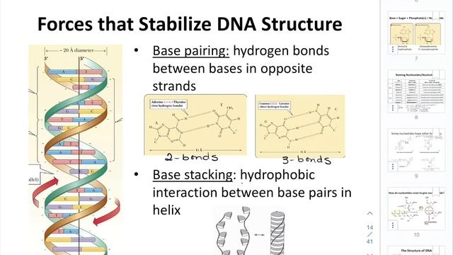 CHEM205 CH9-10: Nucleic Acids: Structure and Biosynthesis Part2 смотреть онлайн