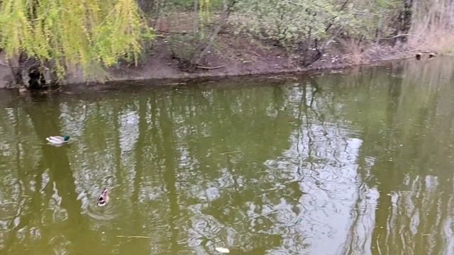 Симферополь. Парк Гагарина затопило! вода прибывает! Крым с большой водой! смотреть онлайн