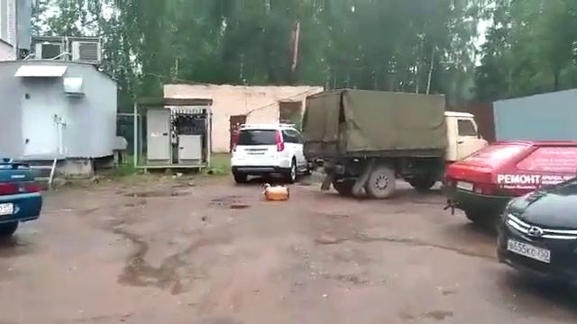 Собака потеряла сознание от взрыва бутыля смотреть онлайн