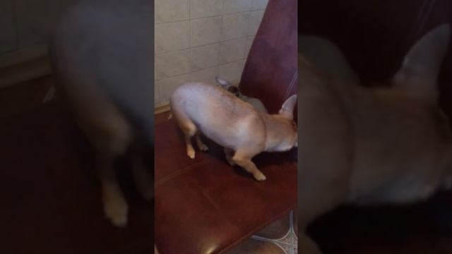 Канадский сфинкс собак не боится смотреть онлайн