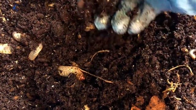 Вырастила личинок Бронзовки и окуклила своих первых жуков! смотреть онлайн