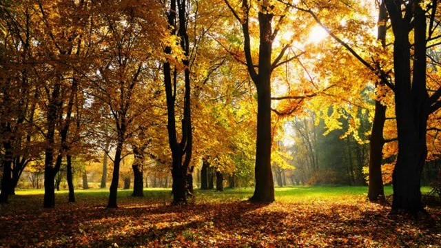 Красивая музыка. Листопад / Beautiful music. Leaf fall смотреть онлайн