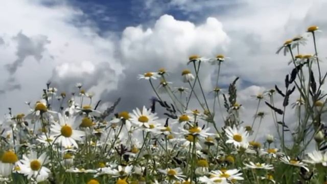 MILEN - Ромашки.mpg смотреть онлайн