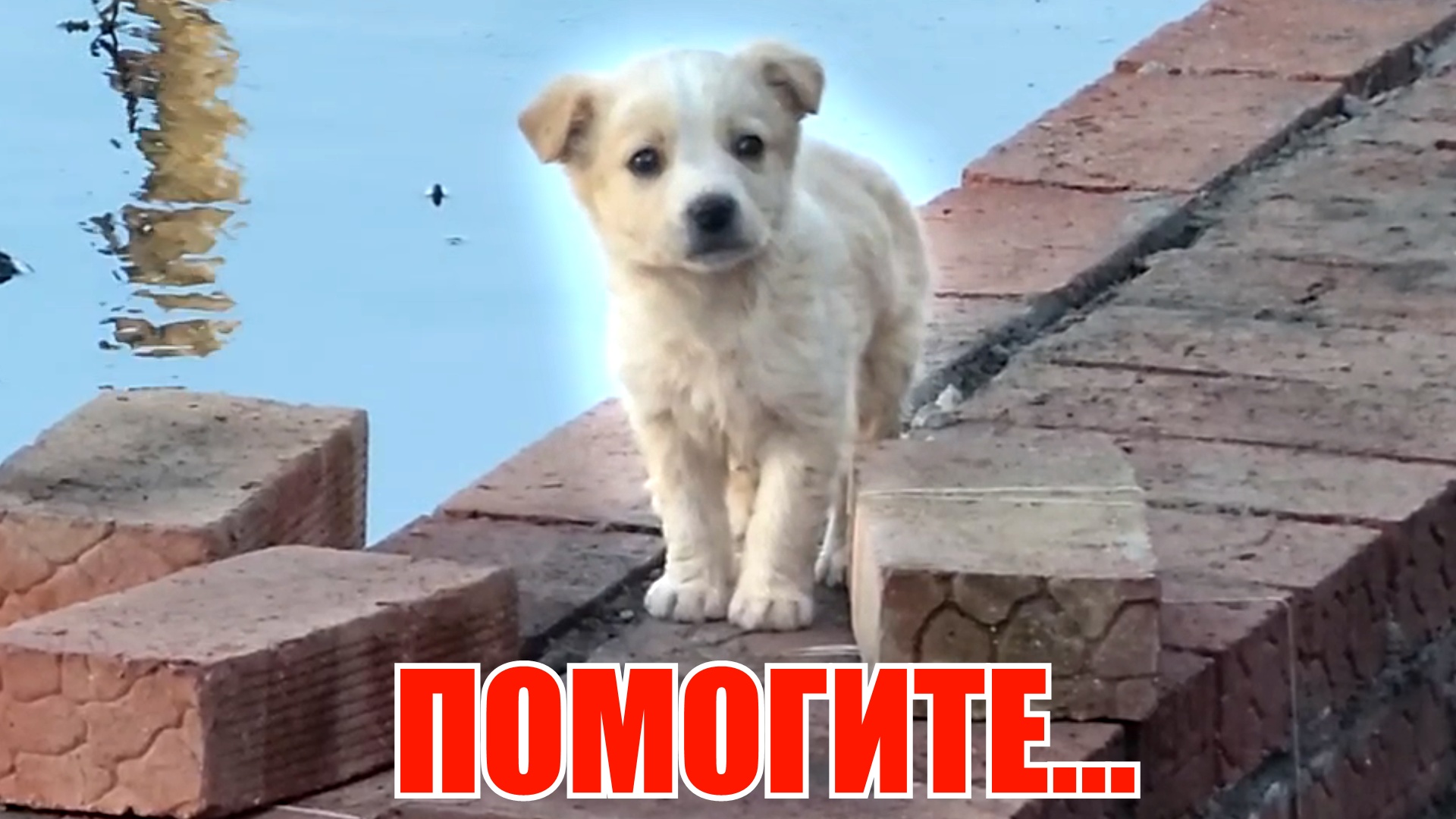 Эпичное спасение собаки от ВОДЫ смотреть онлайн