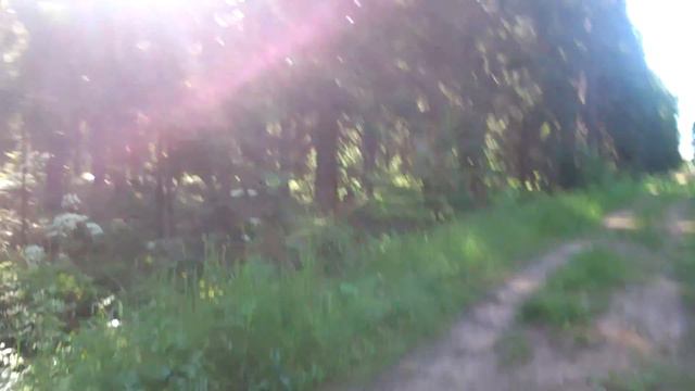 Dogo Argentino at "Zavidovo" Russian National Park смотреть онлайн