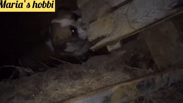 Спасение Сенбернара🙏Я нашла свою собаку🙏🙏🙏 смотреть онлайн