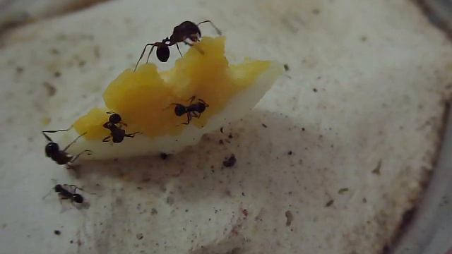 Messor Structor разбирают яйцо