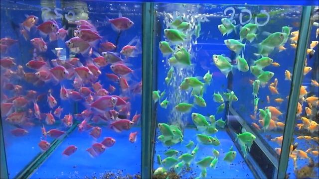 Птичий рынок. Зима 2020-2021 год. смотреть онлайн