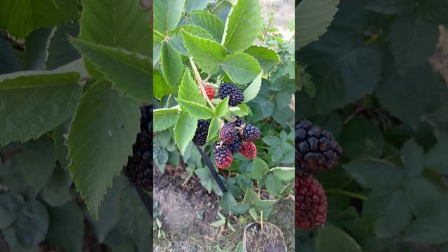 Ежевика ремонтантная смотреть онлайн