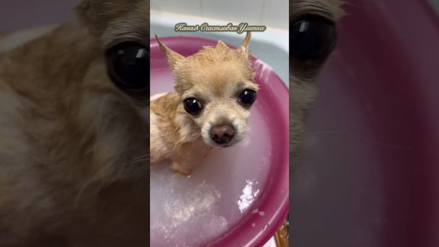 Чихуахуа купается смотреть онлайн