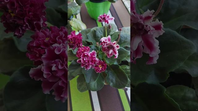 фиалки смотреть онлайн