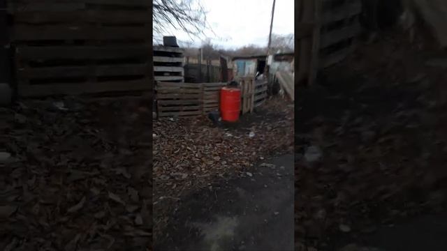 зимне содержание овец и коз без сораев и навесов. смотреть онлайн