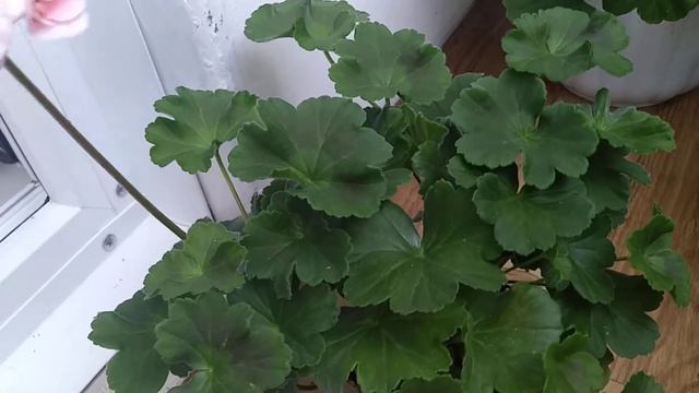 Пеларгония Salmon Komtess