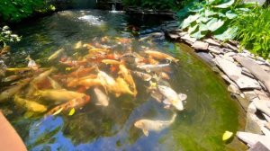 Кормление гигантских карпов Кои. Jumbo Koi fish feeding in my pond. Пруд в саду.