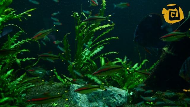 Дискусы в аквариуме. Неоны и родостомусы. Видео для сна смотреть онлайн