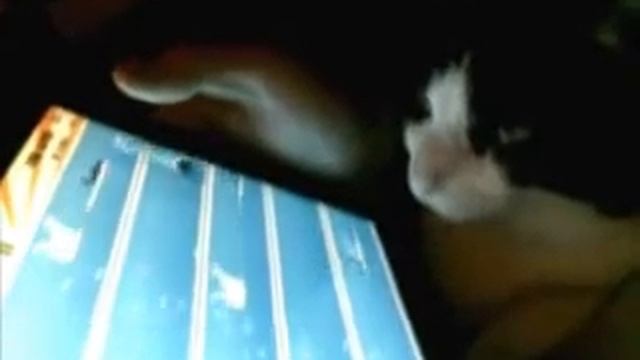 My cat staring at Fish Odyssey game смотреть онлайн