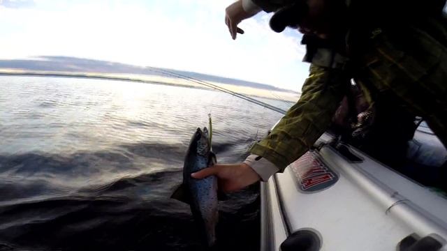 Корюшка для кумжи смотреть онлайн