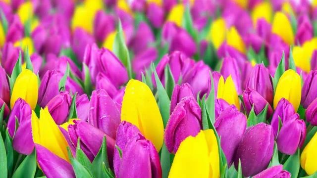 Весна — с 8 марта Милые Женщины! смотреть онлайн