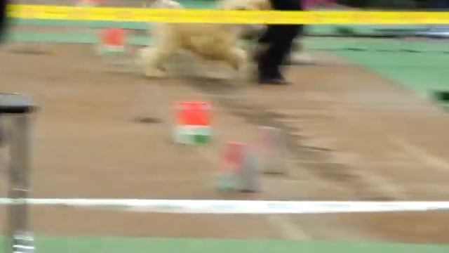 Международная выставка собак, Минск,27/11/2011 смотреть онлайн