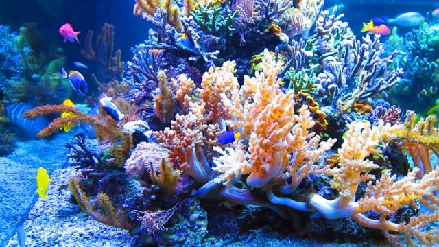 Dormero September 2013 Hotel Reef Aquarium kyranyca смотреть онлайн