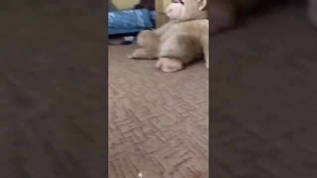 Вызываем чарли чаплина!!! Шок!!! Мы умерли смотреть онлайн