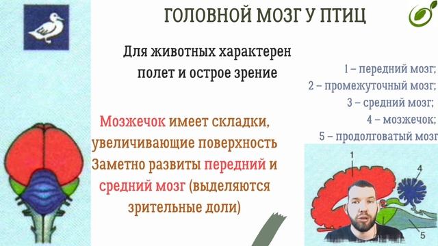 Л.38 | РАЗДРАЖИМОСТЬ И РЕГУЛЯЦИЯ У ОРГАНИЗМОВ | ОБЩАЯ БИОЛОГИЯ ЕГЭ смотреть онлайн